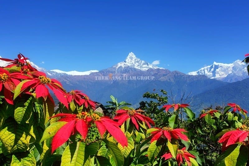 Annapurna Luxury Lodge Trek-Trekking Team Group