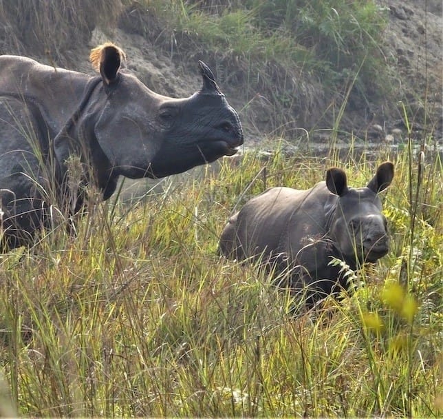 Chitwan Jungle Safari Nepal - One Horn Rhino and Baby - Trekking Team Group Thumbnail