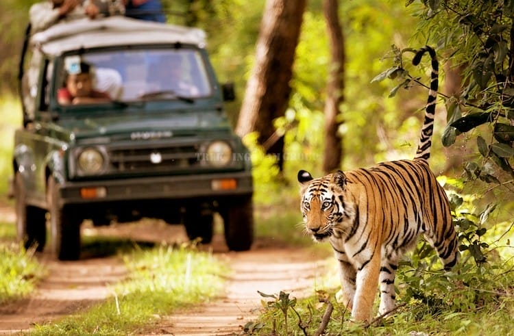 Chitwan National Park Nepal Itinerary - Jeep Safari - Trekking Team Group