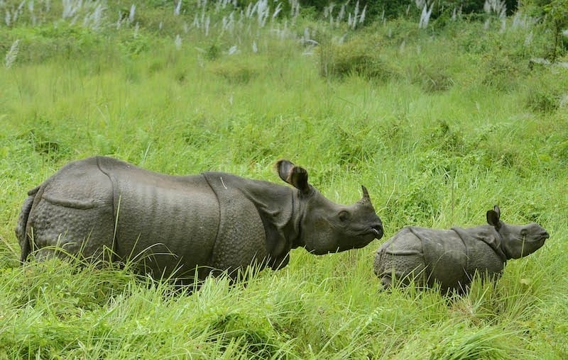 One horn rhino with baby - Chitwan National Park Nepal Itinerary - Trekking Team Group