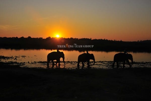 elephany and sunset
